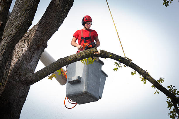 Galesburg, MI Tree Services Company